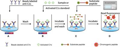 Quantitative fluorescence resonance energy transfer-based immunoassay for activated complement C1s